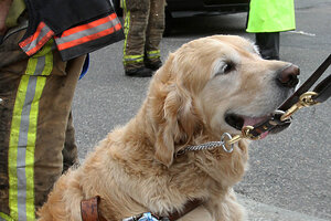 Golden retriever jumps in front of bus to protect blind owner